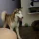 Free Husky to good loving home