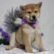 AKC Shiba Inu Larry