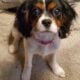 Cavalier King Charles Spaniel Pups