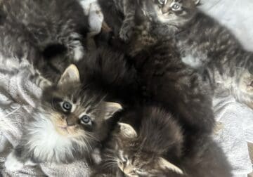 Maine Coon Kittens