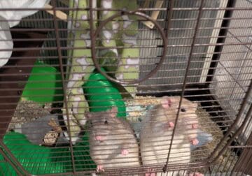 Fancy Pet Rats