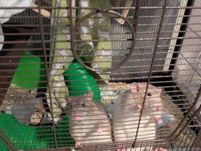 Fancy Pet Rats