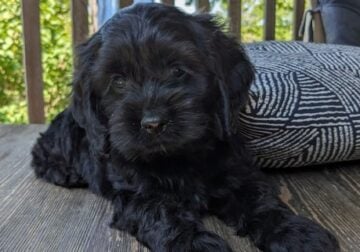 Scottie (male Cockapoo)