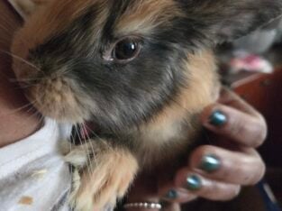 Harlequin Rabbit in Ohio
