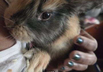 Harlequin Rabbit in Ohio