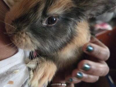 Harlequin Rabbit in Ohio