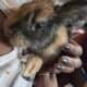 Harlequin Rabbit in Ohio