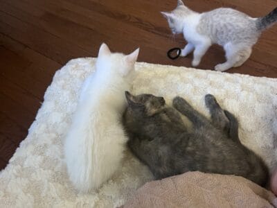 Kittens