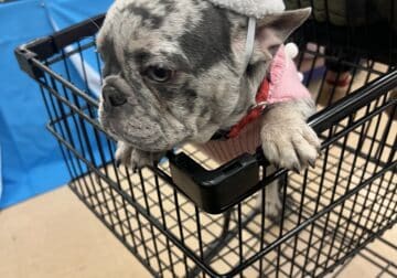 Beautiful 5-Month-Old Merle Frenchie