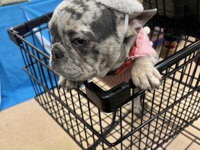 Beautiful 5-Month-Old Merle Frenchie