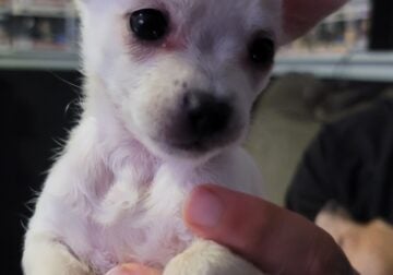 Chihuahua Puppies