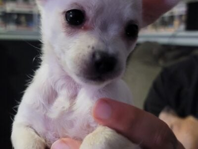 Chihuahua Puppies