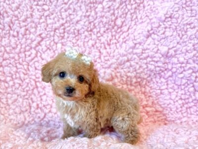 Ella Poodle teacup female