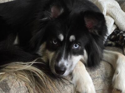 Husky/Retriever for sale
