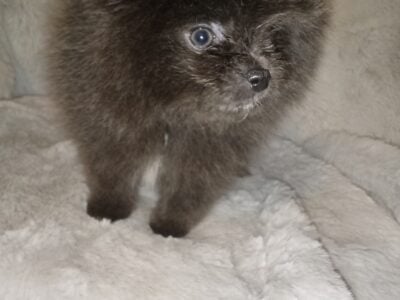 Pomeranian 🐾 Puppies Available Now