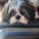 6 month old male shih tzu