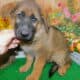 Chicago German Shepherd. Old Fashion Type!!!
