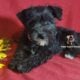 Miniature Schnauzer Girl Puppy