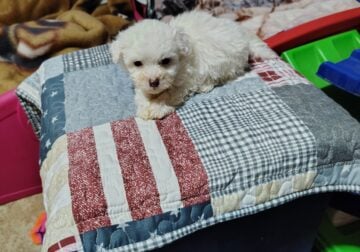 Yorkie-poo puppies