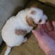 Cavapoo f1b