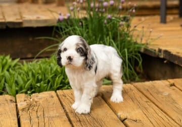AKC Cocker Spaniel male puppy Indiana (Cooper)
