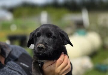 Golden Retriever–GSD/Siberian Husky Mix Litter
