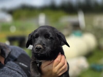Golden Retriever–GSD/Siberian Husky Mix Litter