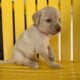 LABrador Retriever Puppies AKC Registered
