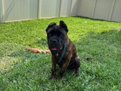 Cane Corso Pup