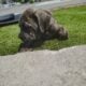 Cane Corso Puppy