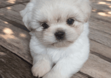Shih Tzu