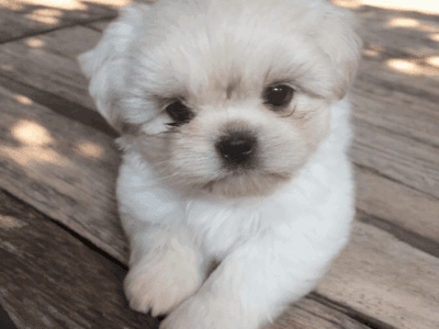 Shih Tzu
