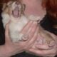 Registered “Lassie” Collie puppies Sable Tri Blue