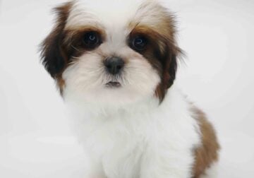Imperial Shih-tzu boy Cupid
