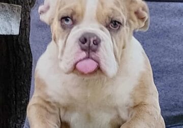 Beautiful bully