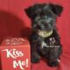 Miniature Schnauzer Girl Puppy