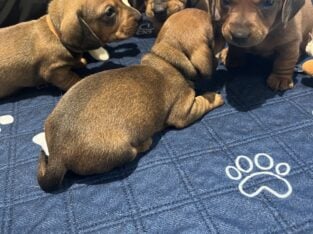 AKC mini dachshunds smooth Reds