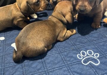 AKC mini dachshunds smooth Reds