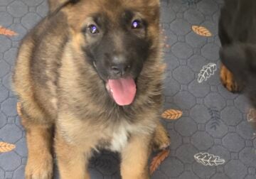 German Shepherd pups