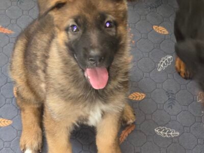 German Shepherd pups