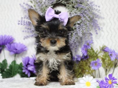 AKC Yorkshire Terrier Butterfly