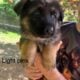 Puppies for sale