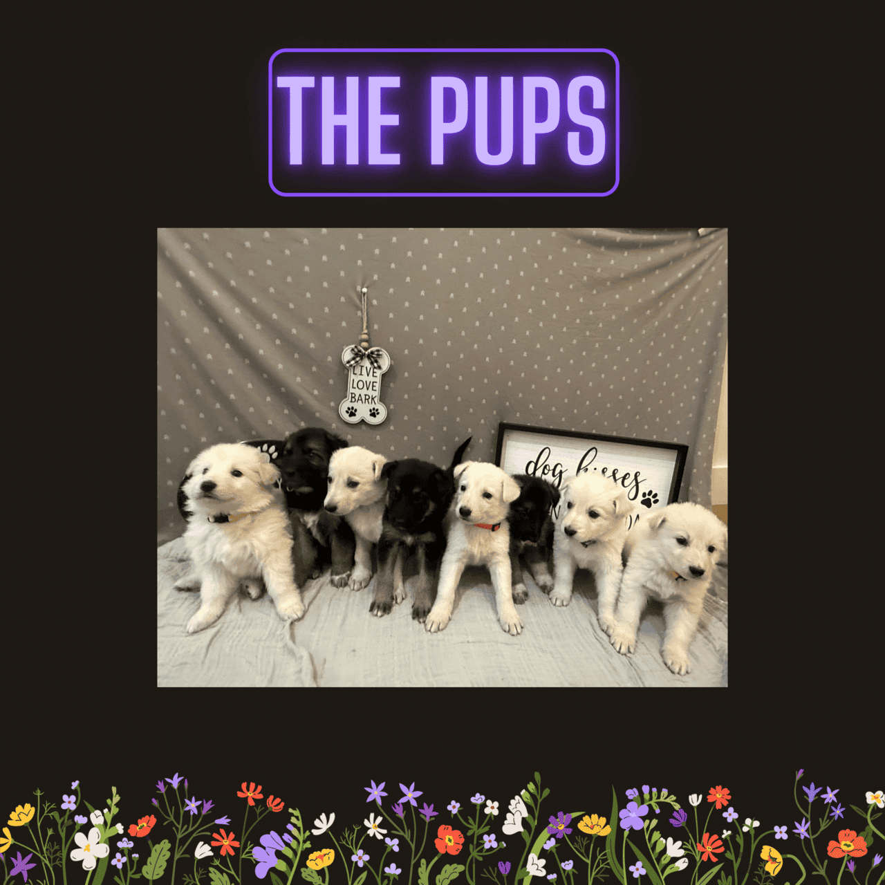 German Shepherd Pure Bred Puppies