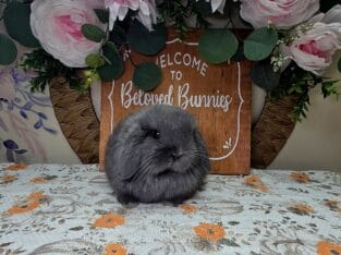 Blue buck Holland lop