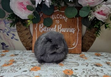 Blue buck Holland lop
