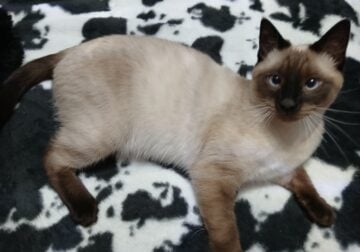 Male Siamese Cat