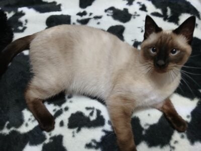 Male Siamese Cat
