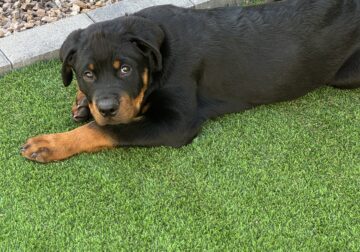 Purebred Rottweiler Puppy—3 Months Old, Vaccinated