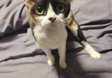 Female Devon Rex