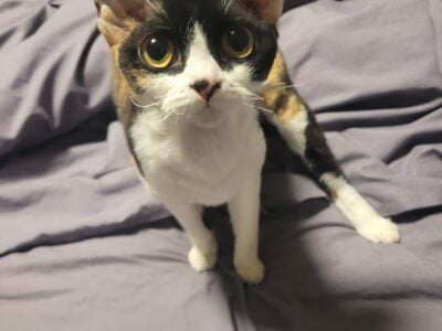 Female Devon Rex